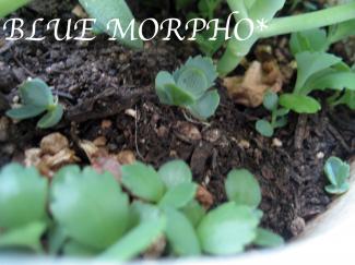 bluemorpho.green.2011.9.4.2
