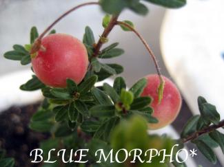 bluemorpho.green.2011.9.24.1