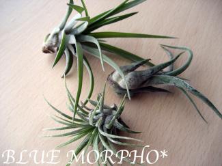 bluemorpho.green.2011.10.27