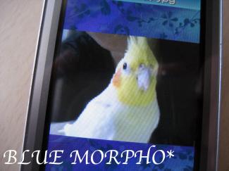 bluemorpho.2011.10.28.1