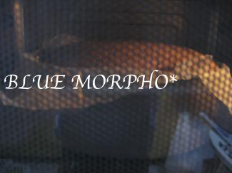 bluemorpho.sweets.2011.11.3.3