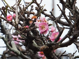 梅３分咲き。
