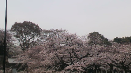 0407松江さんより北の丸入口の桜