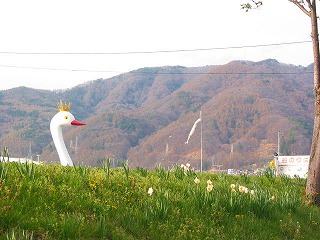 0421諏訪湖の桜 (2)