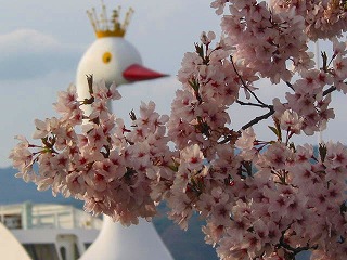 0421諏訪湖の桜 (7)