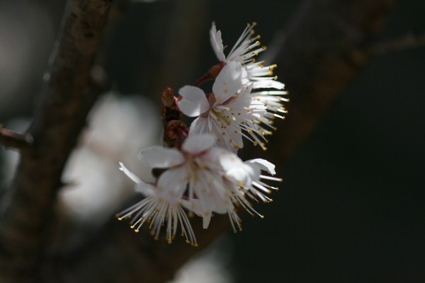 桜－清純