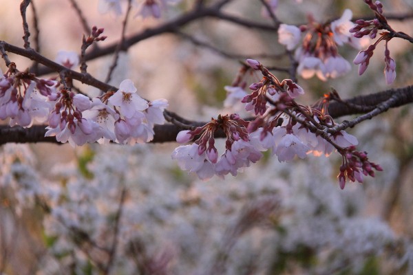 朝日に映える桜