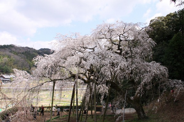 奥山田の枝垂れ桜１